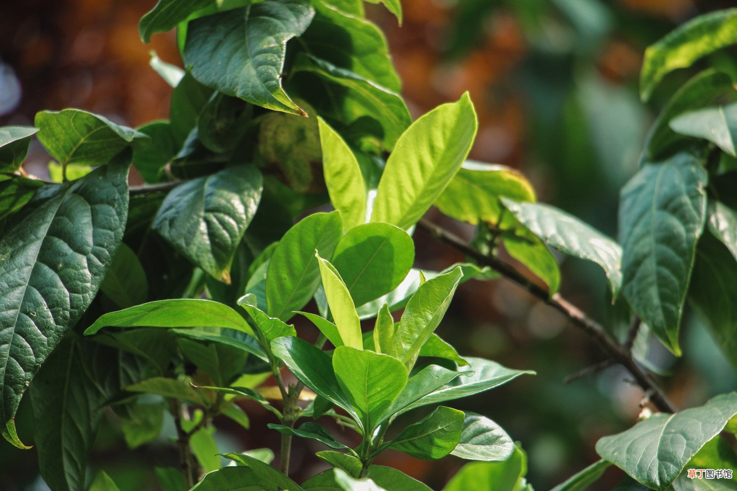 栀子花冬天养，用这“2招”，不黄叶干枯，来年花苞蹿！