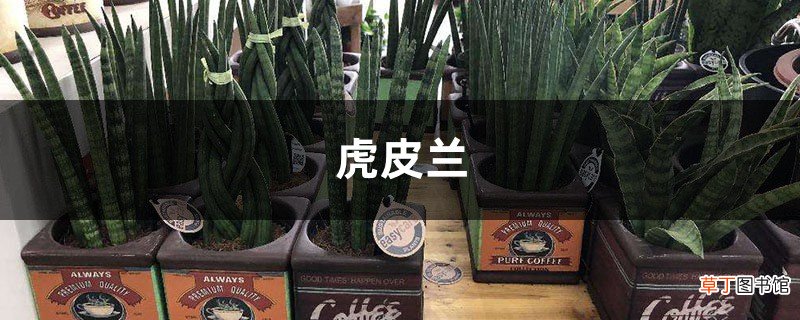 虎皮兰不用买，摘片“叶子”插土里，30天长出绿盆栽！