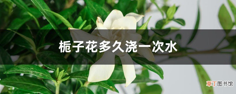栀子花多久浇一次水