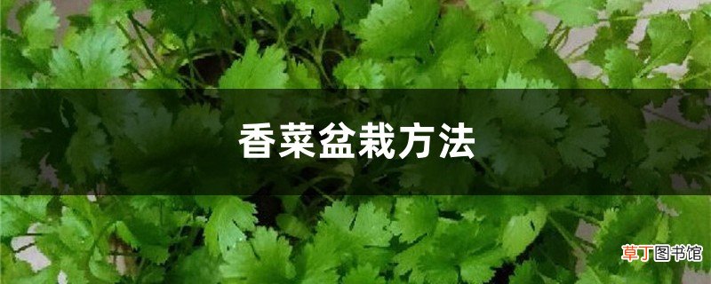香菜盆栽方法
