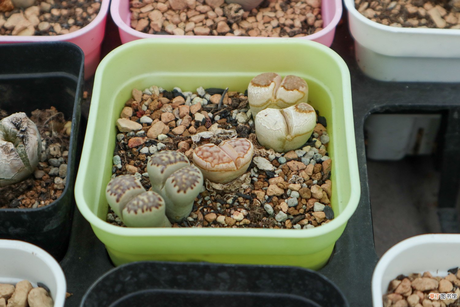 生石花怎么播种