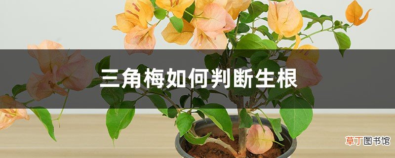三角梅如何判断生根