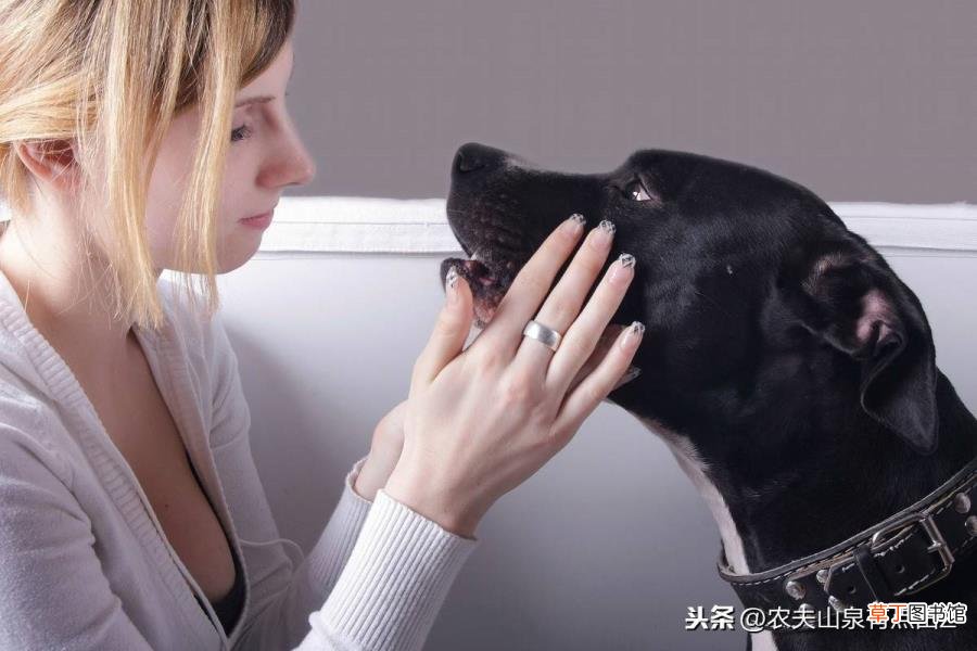 为什么散养的狗不咬人 狗为什么不咬人