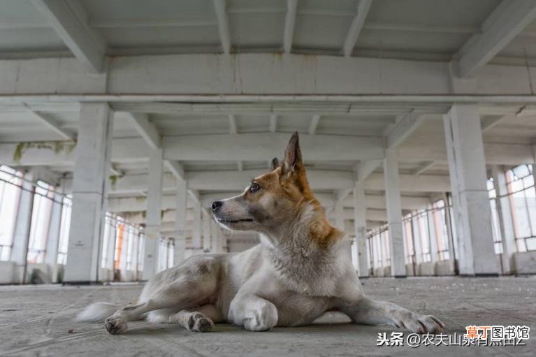 为什么散养的狗不咬人 狗为什么不咬人