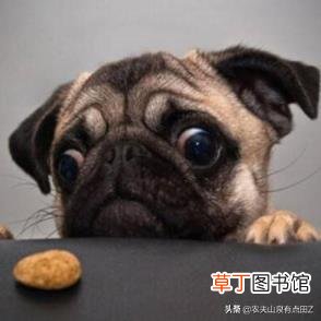 为什么散养的狗不咬人 狗为什么不咬人