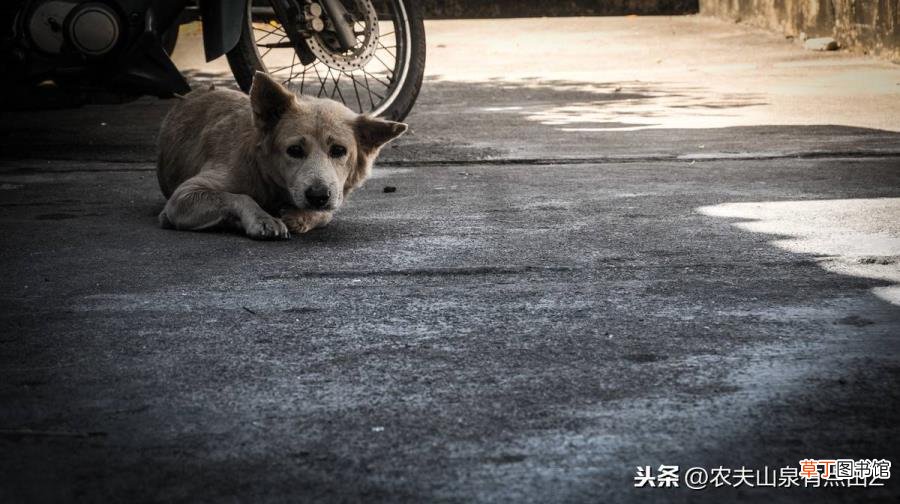 为什么散养的狗不咬人 狗为什么不咬人