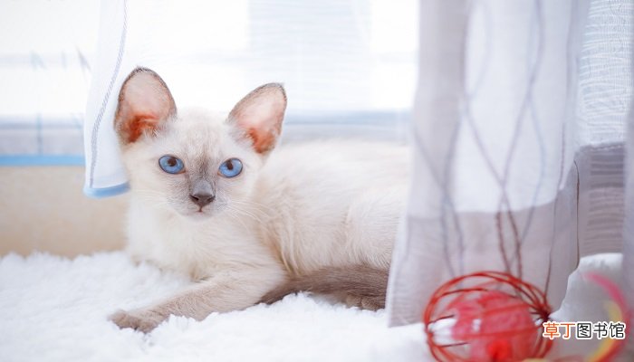 梦见老鼠和猫是什么意思