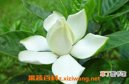 栀子花叶子发黄是什么原因 栀子花叶子发黄的解决办法