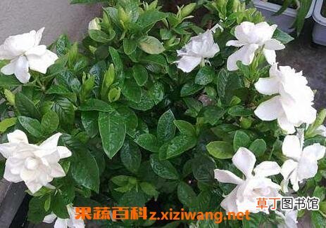 栀子花叶子发黄是什么原因 栀子花叶子发黄的解决办法