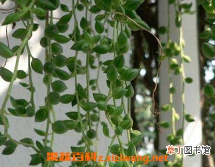 垂盆草吊兰怎么繁殖 垂盆草吊兰的养殖方法