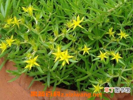 垂盆草吊兰怎么繁殖 垂盆草吊兰的养殖方法