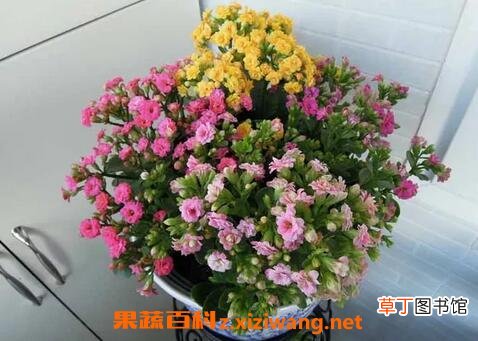 长寿花的养殖方法和病虫害防治