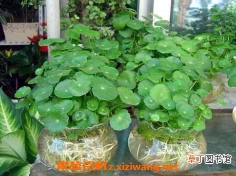 铜钱草的功效与作用及药用价值