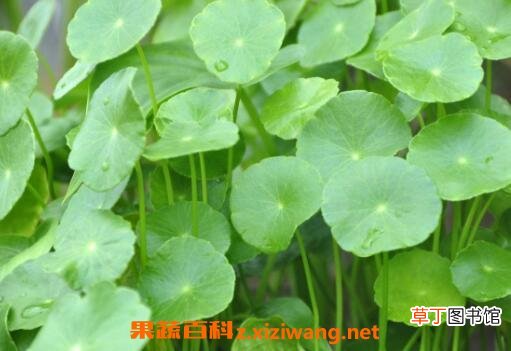 铜钱草的功效与作用及药用价值