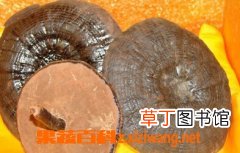 野生灵芝怎么吃最好
