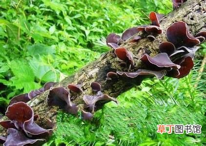 黑木耳功效和作用! 木耳的功效!