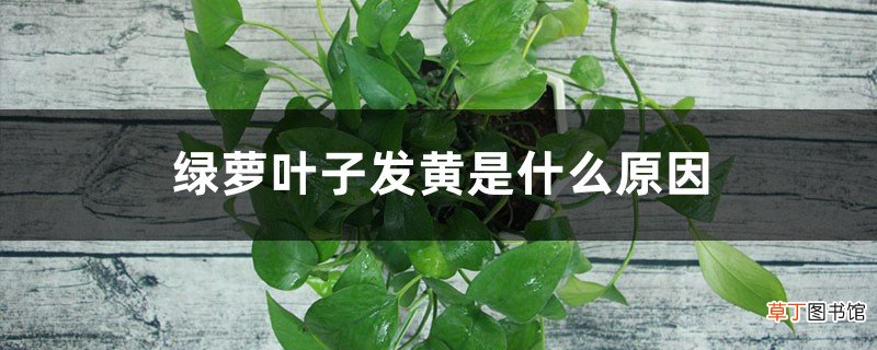 绿萝叶子发黄是什么原因