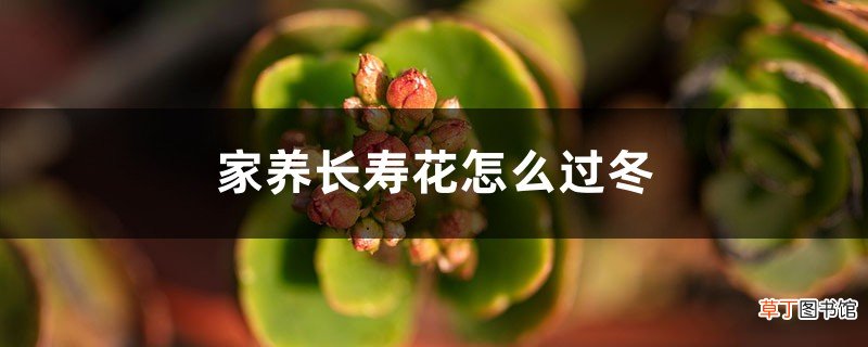 家养长寿花怎么过冬