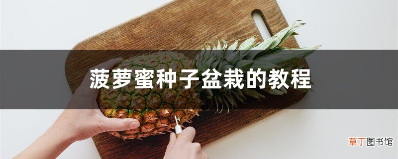 菠萝蜜种子盆栽的教程