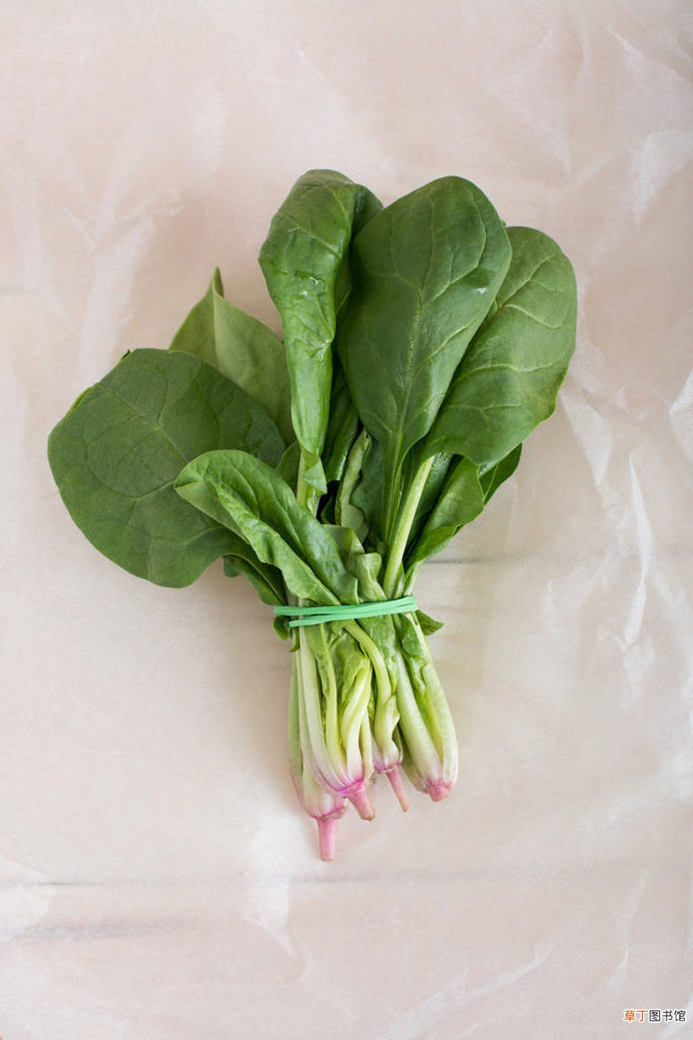 菠菜怎么种植发芽快