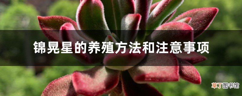 锦晃星的养殖方法和注意事项