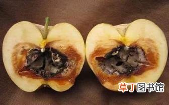 苹果肉变黄是什么情况 苹果为什么变黄
