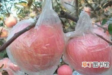 苹果肉变黄是什么情况 苹果为什么变黄