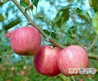 苹果肉变黄是什么情况 苹果为什么变黄