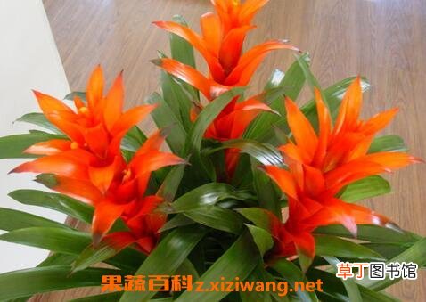 凤梨花图片 凤梨花的养殖方法和注意事项