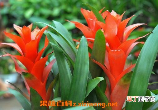 凤梨花图片 凤梨花的养殖方法和注意事项