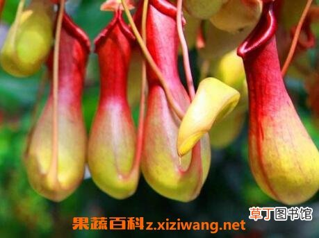 猪笼草的养殖方法和注意事项