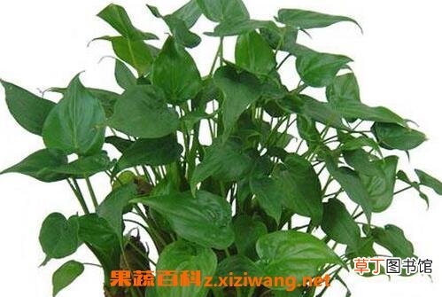 滴水观音的养殖方法与作用