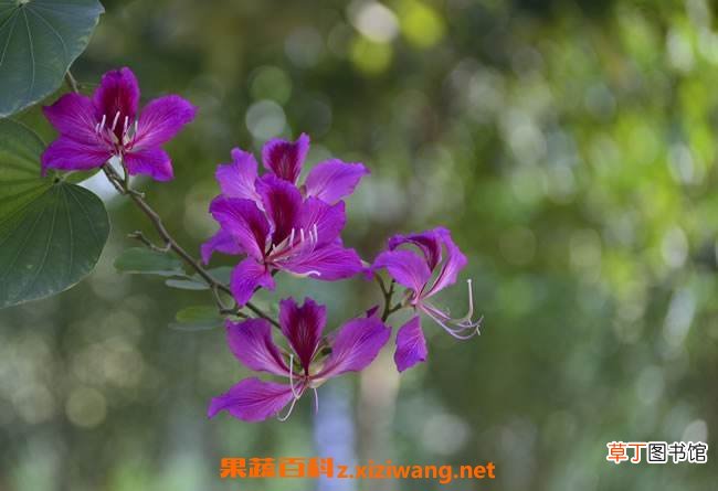 紫荆花的养殖方法和病虫害防治