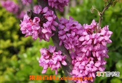 紫荆花的养殖方法和病虫害防治