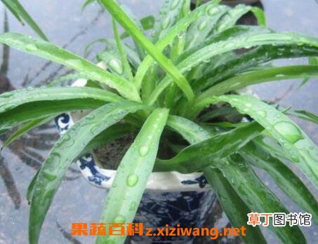 天兰草的作用及药用价值