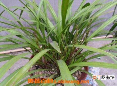 天兰草的作用及药用价值