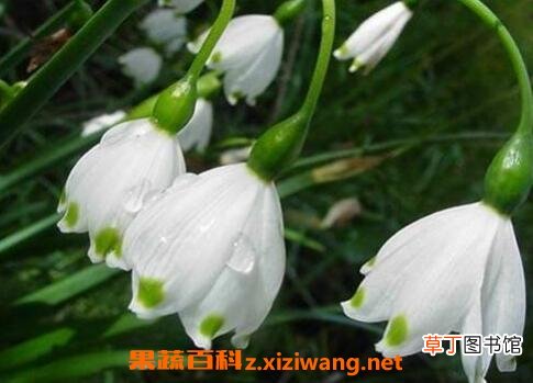 夏雪片莲的作用与功效 夏雪片莲的药用价值