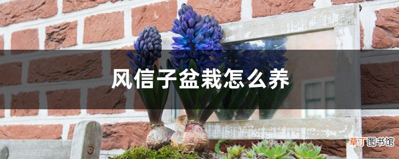 风信子盆栽怎么养