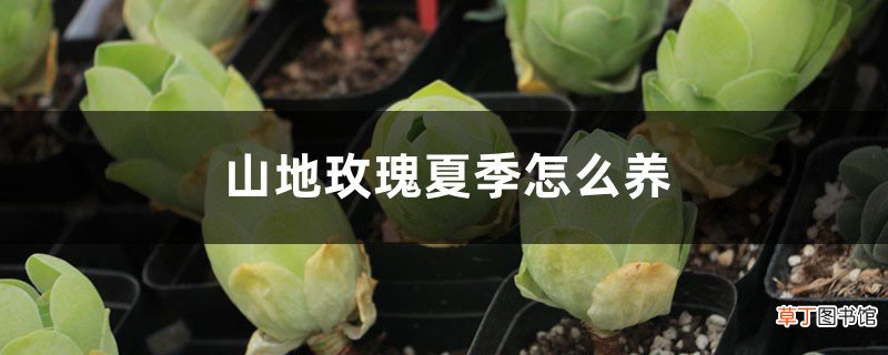 山地玫瑰夏季怎么养