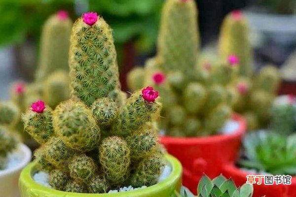 这“3种”水是“复活水”，给花喝上点，黄叶烂根通通消失！
