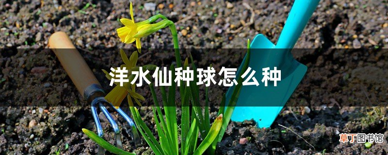 保存和种植方法 洋水仙种球怎么种