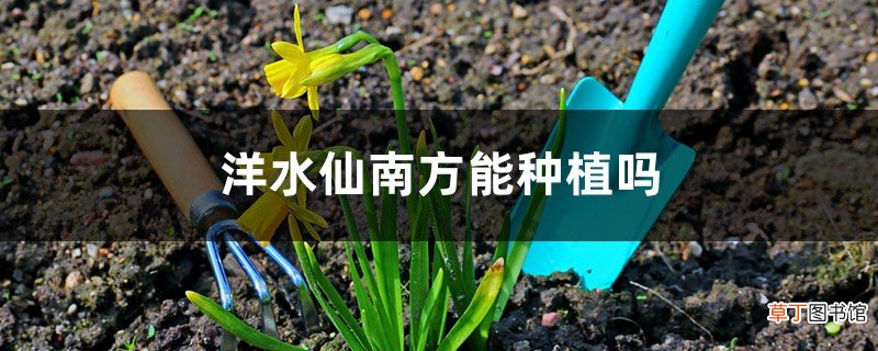 洋水仙南方能种植吗，怎么种植