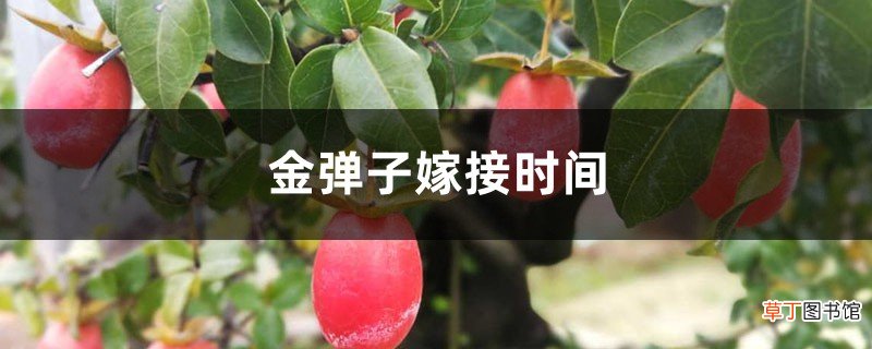金弹子嫁接时间