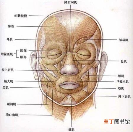 什么会导致脸大 为什么会脸大