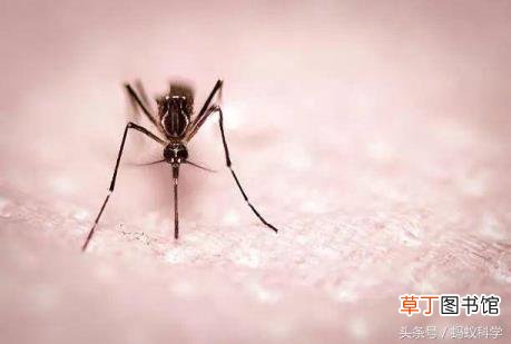 为什么被蚊子叮后会肿 被蚊子咬为什么会肿