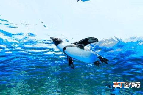 北极熊都死了是什么意思 北极为什么没有企鹅