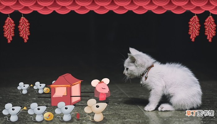 梦见被猫追