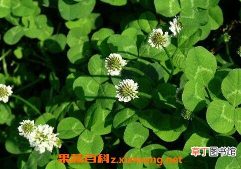 车轴草图片 车轴草的功效与作用