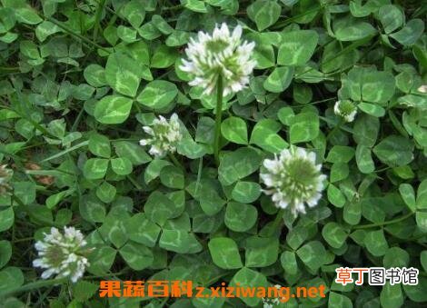 车轴草图片 车轴草的功效与作用