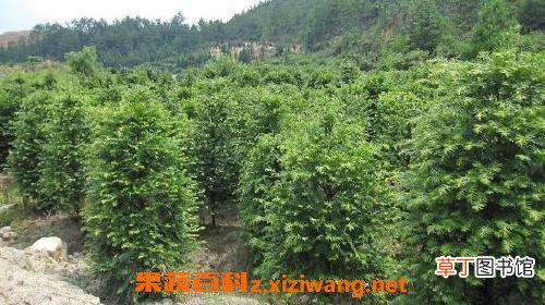 盆栽红豆杉的养殖方法和注意事项